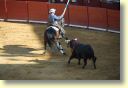 3480_Jerez,_feria_del_caballo_DSD_1563.JPG