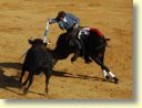 3520_Jerez,_feria_del_caballo_DSD_1568.JPG