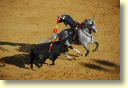 3650_Jerez,_feria_del_caballo_DSD_1581.JPG