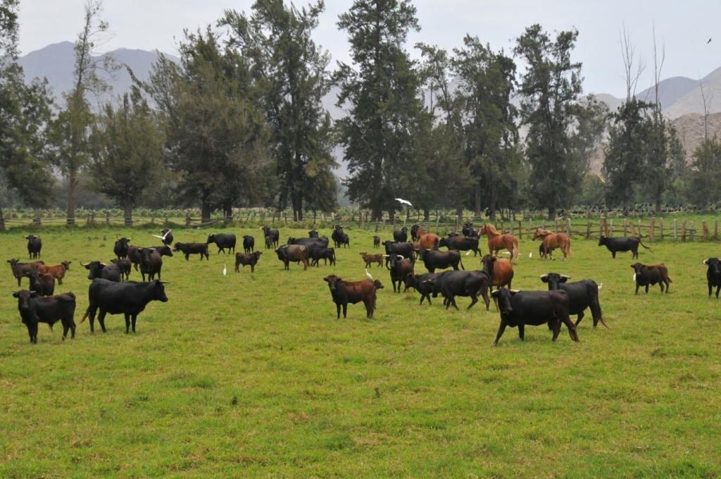 04410_hacienda_Campo_Nuevo_DSE_2602.JPG