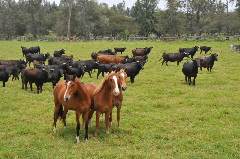 04420_hacienda_Campo_Nuevo_DSE_2605.JPG