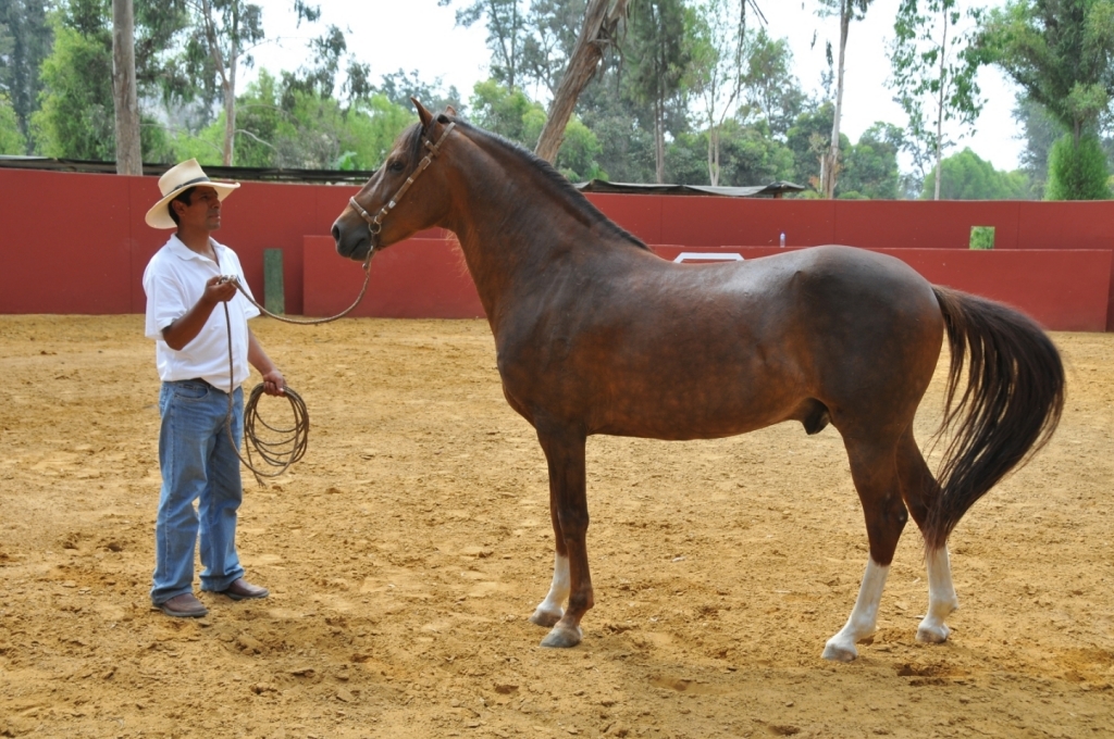 04710_hacienda_Campo_Nuevo_DSE_2654.JPG