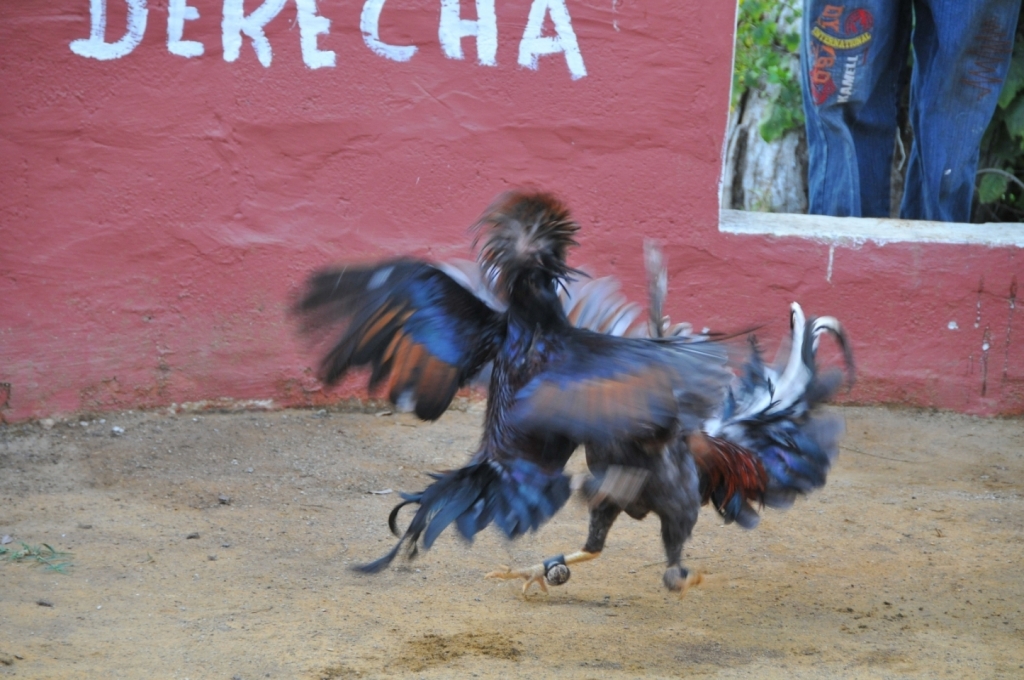 04860_hacienda_Campo_Nuevo_DSE_2682.JPG