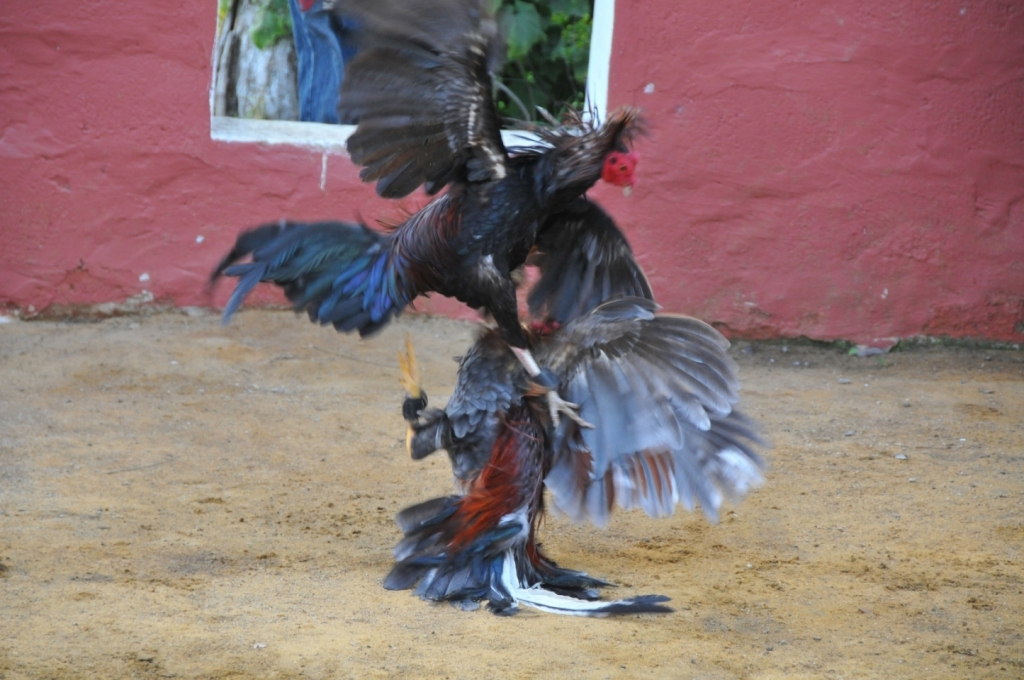 04880_hacienda_Campo_Nuevo_DSE_2684.JPG