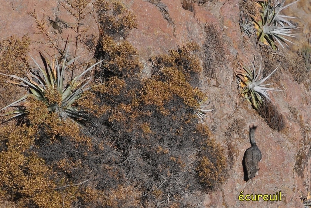 08390_canon_de_Colca_DSE_3159.JPG