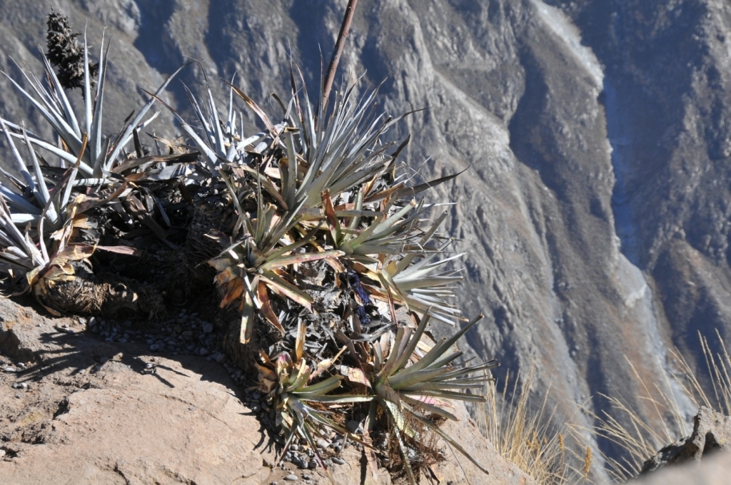 08430_canon_de_Colca_DSE_3164.JPG