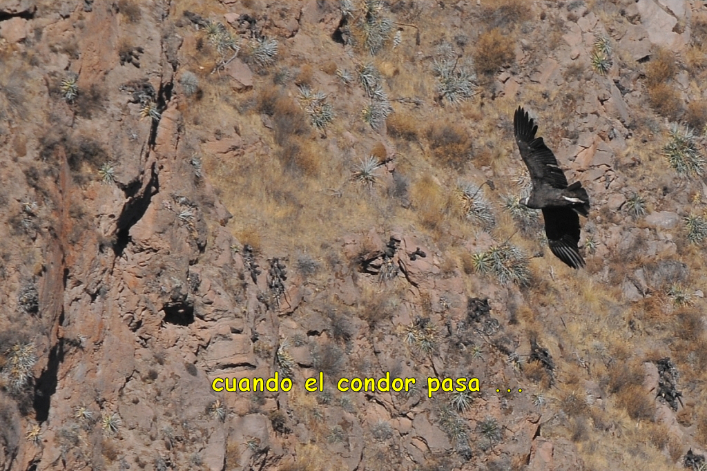 08460_canon_de_Colca_DSE_3167.JPG