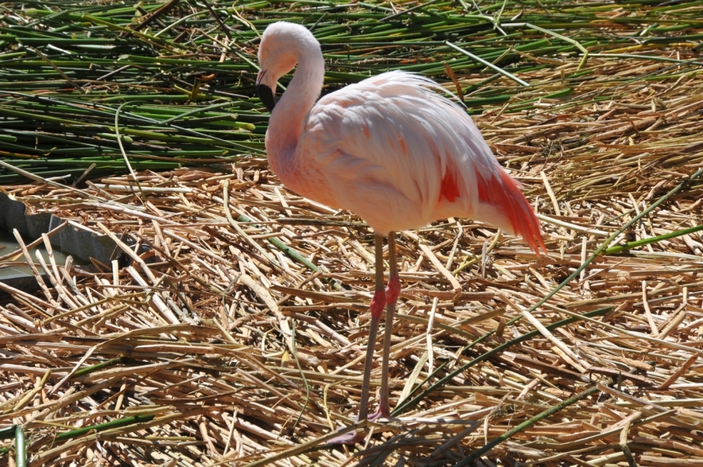 09300_lac_Titicaca,_iles_flottantes_DSE_3287.JPG