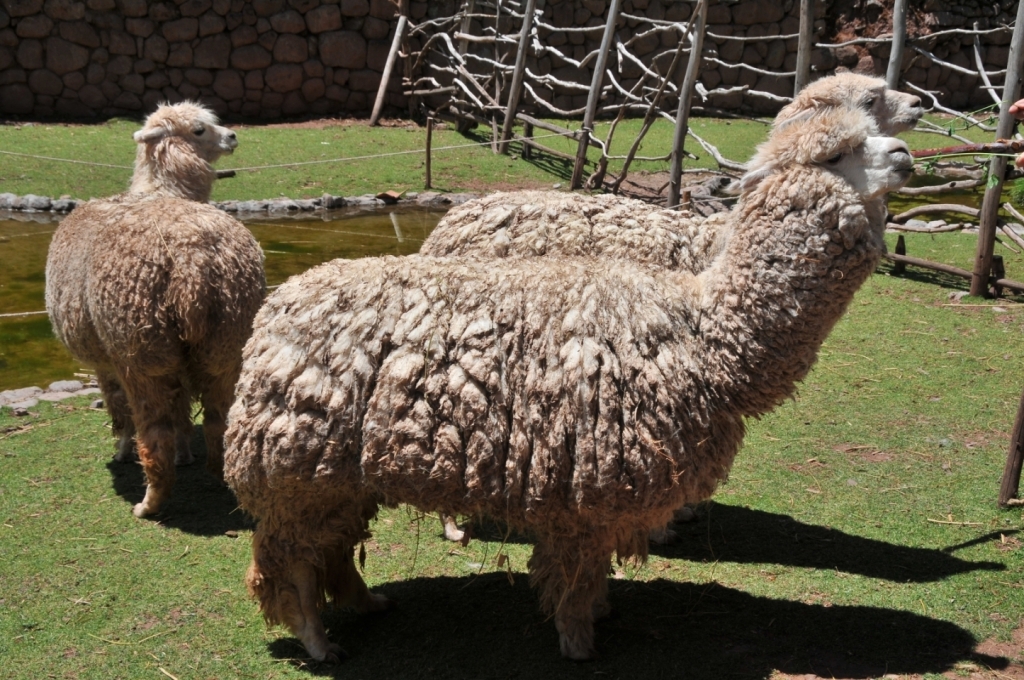 B._Faune,_Alpaca_0220_DSE_3530.JPG
