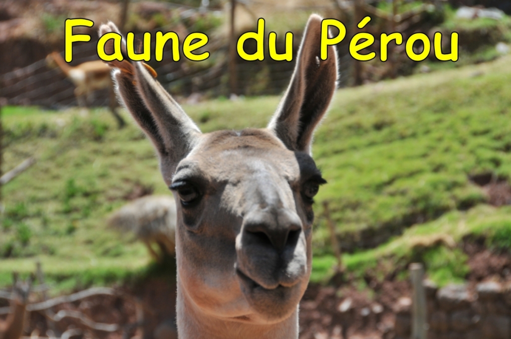 B._Faune,___lama_0270_DSE_3535.JPG