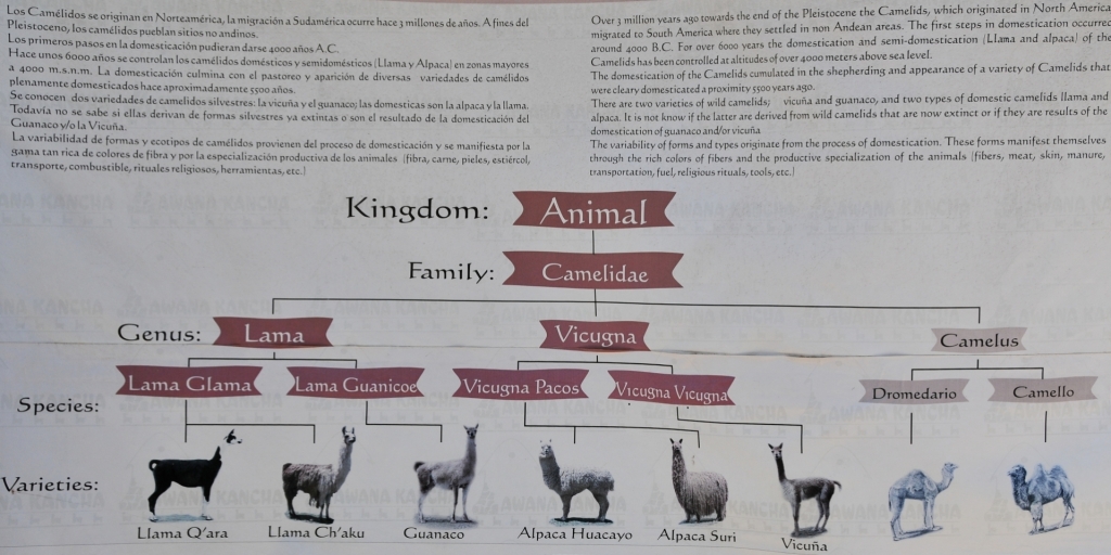 B._Faune,__camelides_0110_DSE_3518.JPG