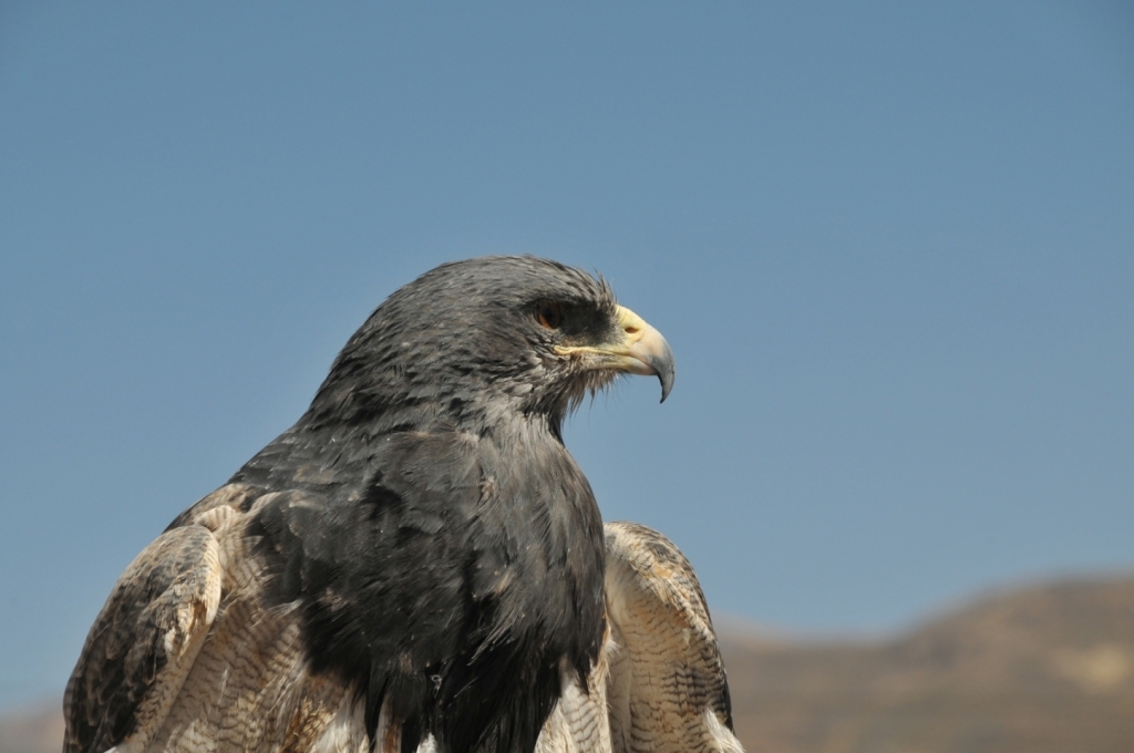 B._Faune,_aigle_0090_DSE_3208.JPG