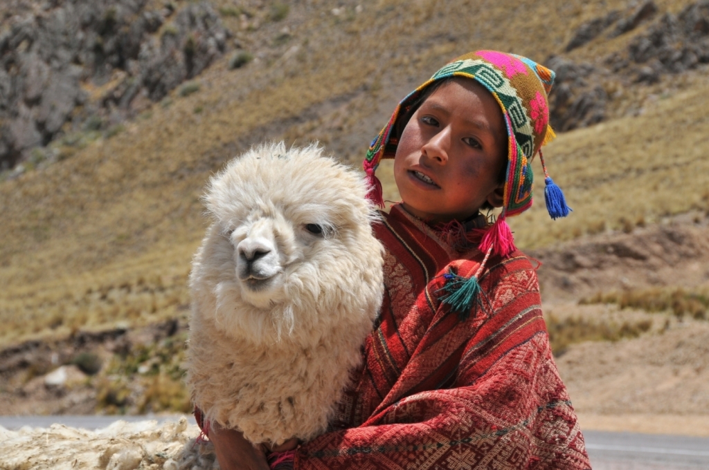 B._Faune,_alpaca_0100_DSE_3367.JPG