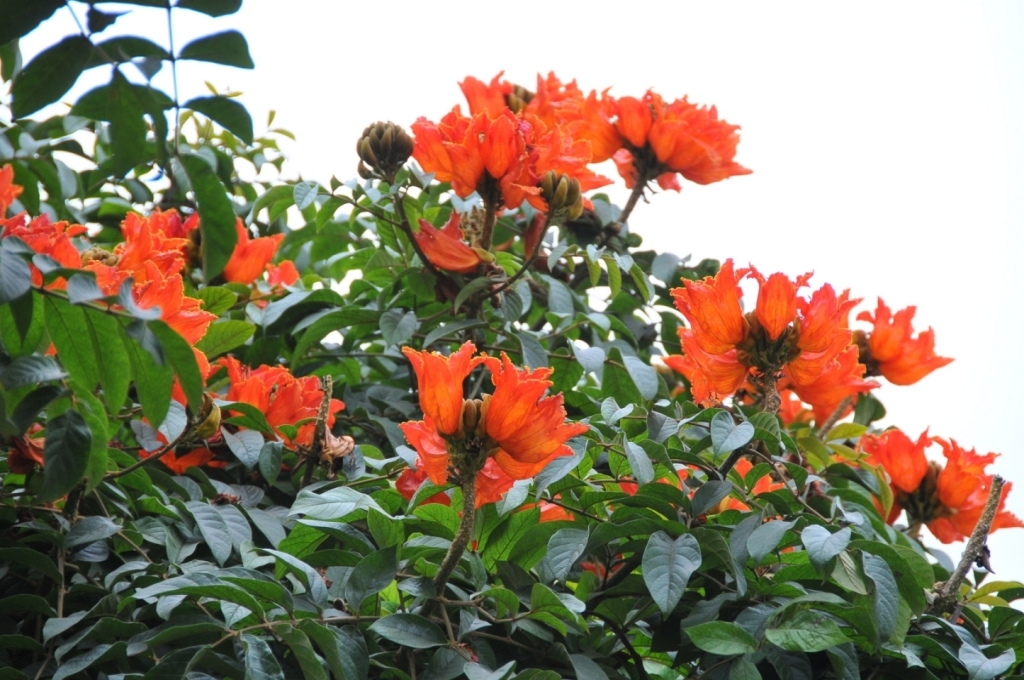C._flore_0100_DSE_2372.JPG