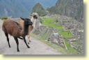 12680_Machu_Pichu_DSE_3693.JPG