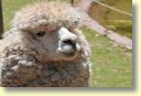 B._Faune,_Alpaca_0210_DSE_3529.JPG