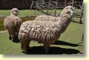 B._Faune,_Alpaca_0220_DSE_3530.JPG