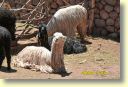 B._Faune,_Guanaco_0150_DSE_3522.JPG