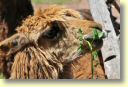 B._Faune,_Guanaco_0160_DSE_3523.JPG