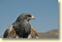 B._Faune,_aigle_0090_DSE_3208.JPG