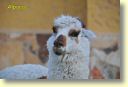 B._Faune,_alpaca_0080_DSE_3142.JPG