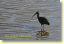 B._Faune,_ibis_0050_DSE_3124.JPG