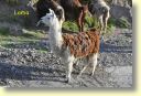 B._Faune,_lama_0070_DSE_3141.JPG