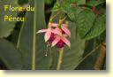 C._flore_0000_DSE_2399.JPG